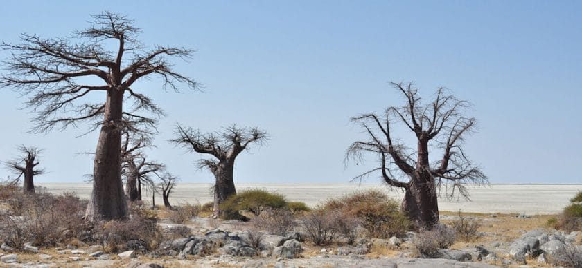 The baobabs on Kubu Island