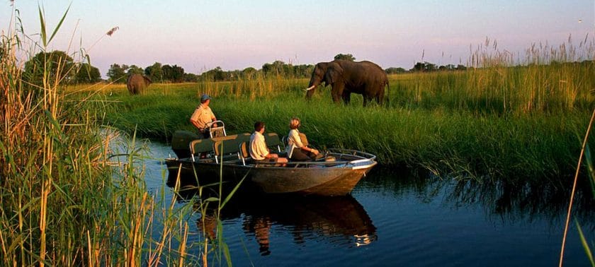 Elephant herds are plentiful in Botswana