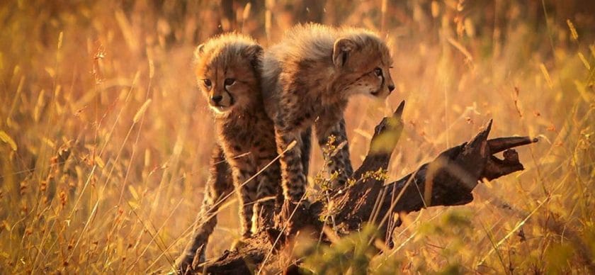 Kruger National Park Cheetah cubs