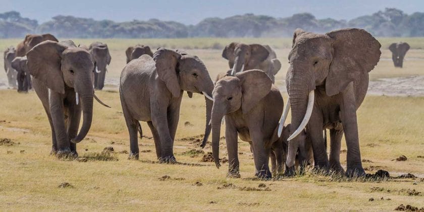Elephants Amboseli | by blieusong 