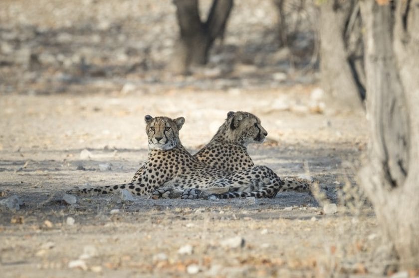 Cheetah spotted in the wilderness of Namibia