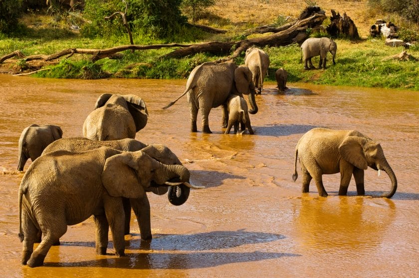 Elephants at Ewaso Nyiro river, Samburu National Park, Kenya