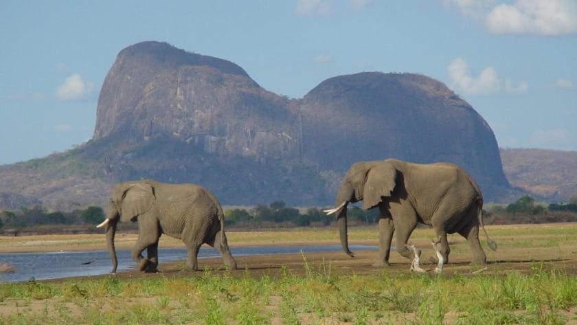 elephants gorongosa national park mozambique holiday