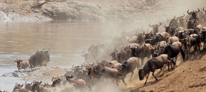 great migration river crossing masai mara