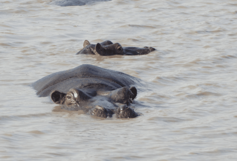 Hippos in water are an amazing sight to see