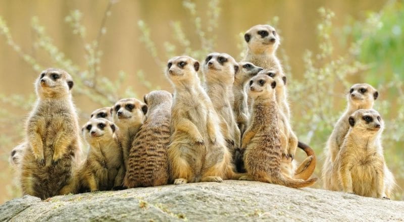Meerkat Safari Experiences