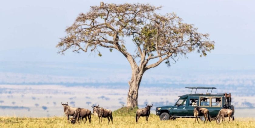 tourists in a safari vehicle watch white-bearded wildebeest in the Masai Mara, Kenya, during the annual Great Migration.