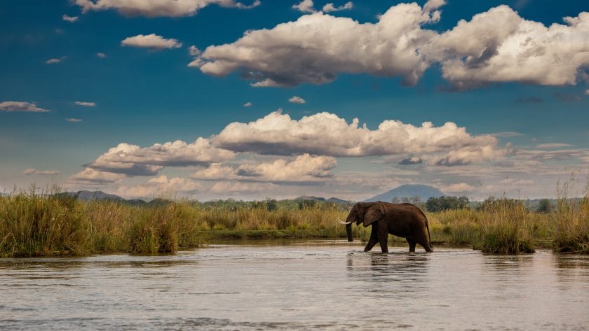 Elephant walking through this beautiful scenery