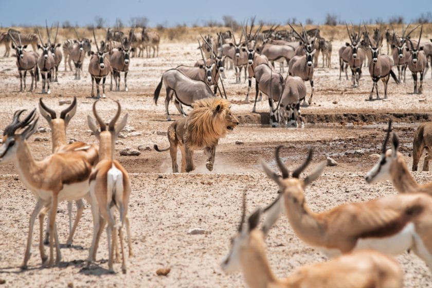 Hundreds of eyes pointed on the lion. Herds of oryx and impalas looking for water at a rare waterhole in Etosha national park, Namibia, Africa
