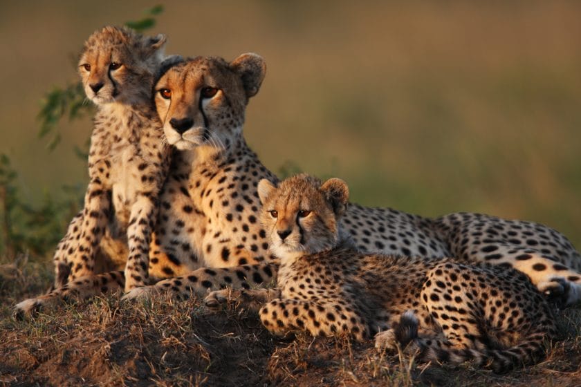 Mother cheetah with two 2 month old cubs on a termite mound in the Masai Mara