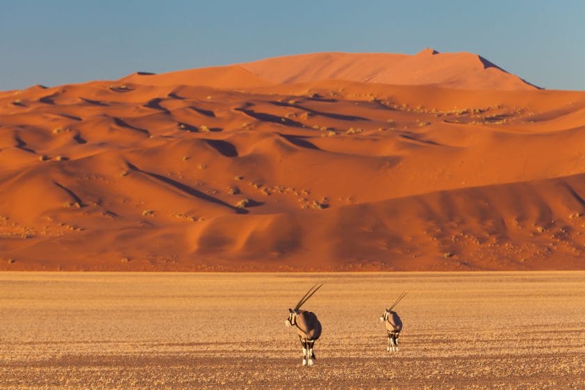 gemsbok in the desert
