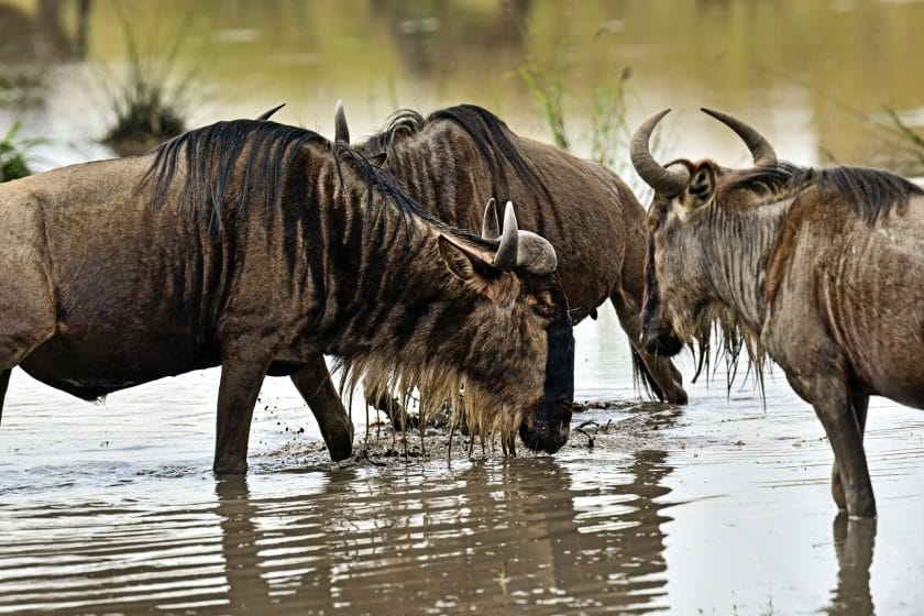 Great Migration of wildebeest in Masai Mara.