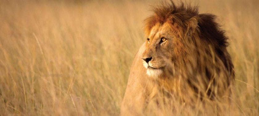 lion kruger national park wildlife safari