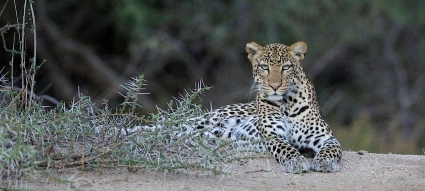 Wildlife in South Africa_Leopard