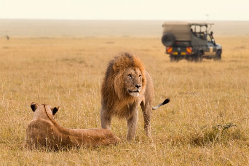 African lion couple and safari jeep