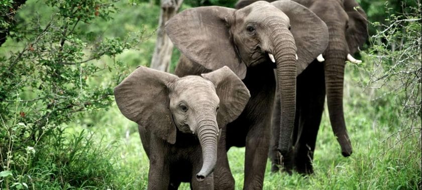 South Africa in April_Elephants