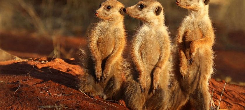 Meerkats can be seen all over in Namibia