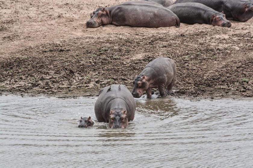 hippos-north-eastern-zambia
