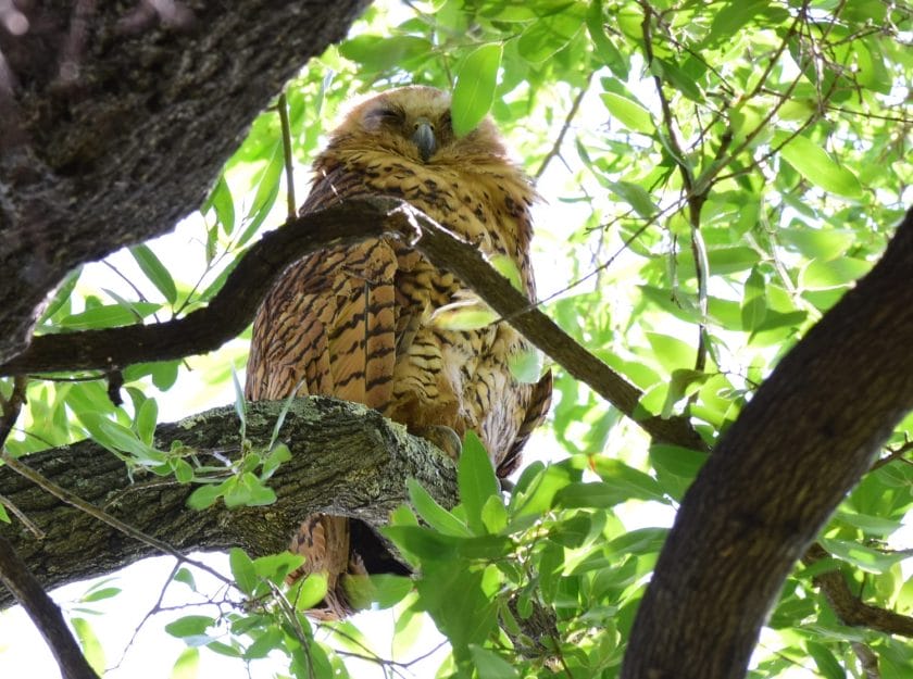 Pels Fishing Owl in Kruger