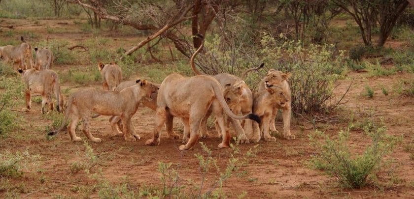Lions in Madikwe Game Reserve