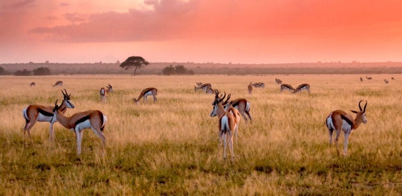 Springboks in the Central Kalahari Botswana