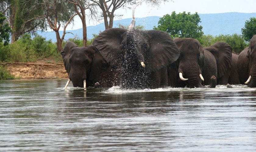 Sioma Elephants in Zambia