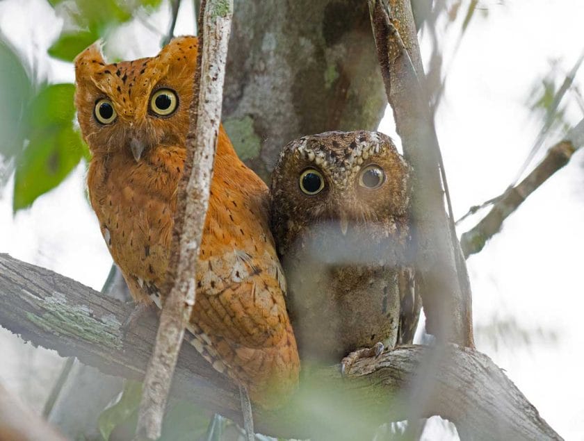 Sokoke scops owl can be seen on birding safaris