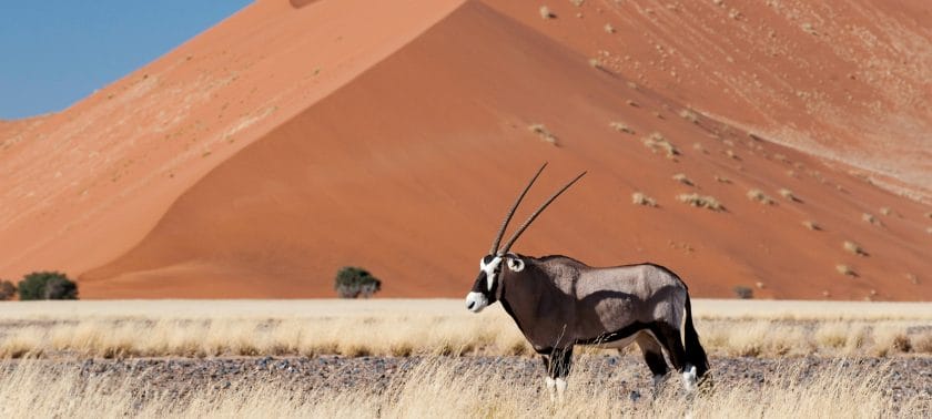 Oryx in Sossusvlei 