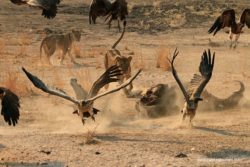 Vultures and lions in the South Luangwa National Park