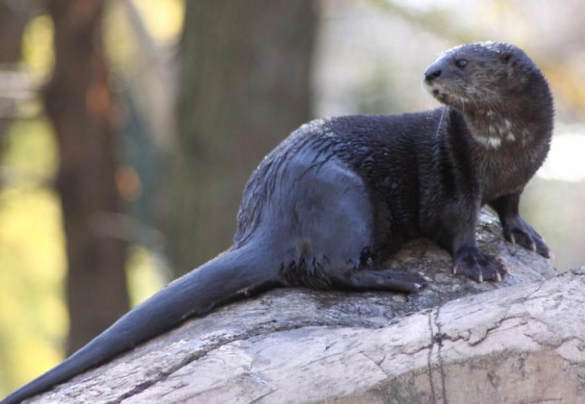 spotted necked otter