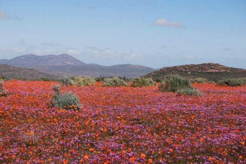 Spring flowers in Namibia