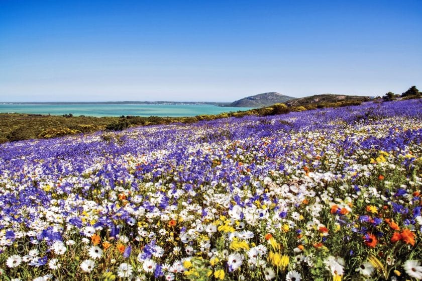 spring in langebaan on the west coast south africa holiday
