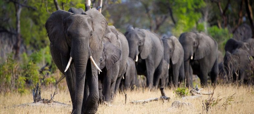 Elephant in the Chobe National Park