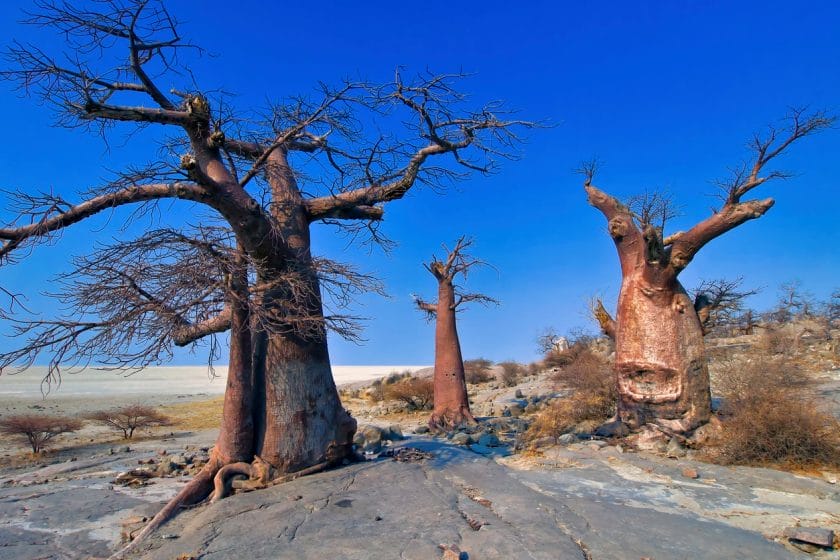 Baobab Tree, Adansonia digitata, Chobe National Park, Botswana, Africa