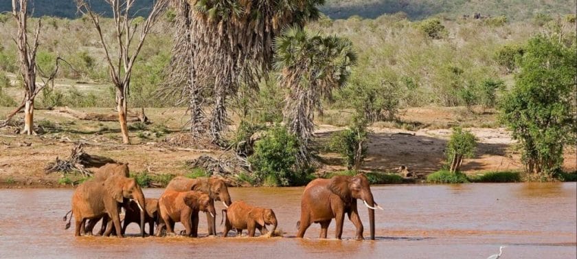 Elephant Family in Tsavo East