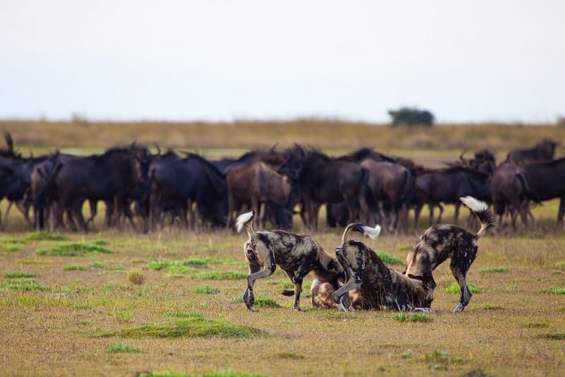 Wild dogs & Wildebeest at Liuwa Zambia