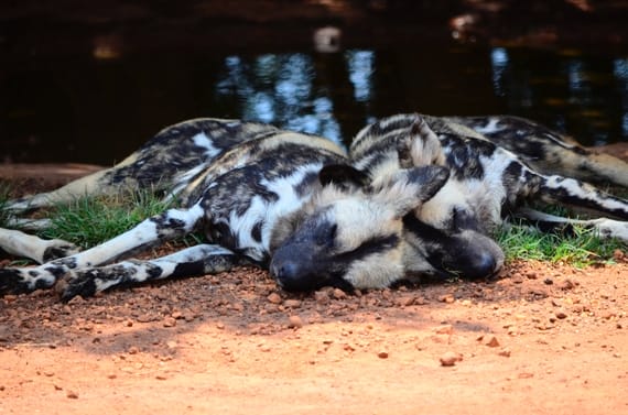 wild dogs in zimbabwe wildlife safari