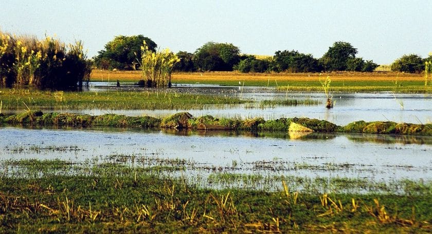 Lake Bangweulu is a haven for birdlife, credit: Wikipedia